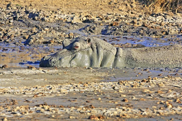 Hipopótamo africano selvagem Fotos De Bancos De Imagens