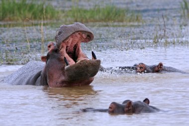 Vahşi Afrika hipopotam