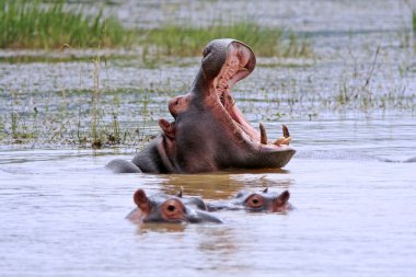 Vahşi Afrika hipopotam