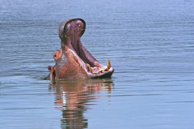 Vahşi Afrika hipopotam