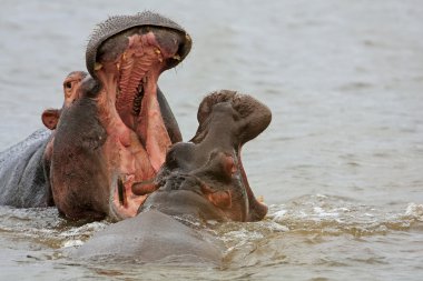 Vahşi Afrika hipopotam