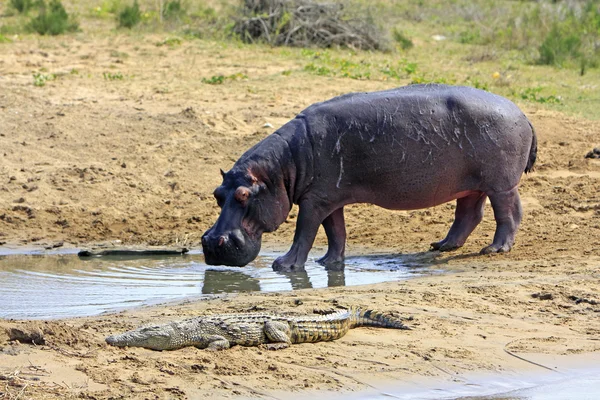 Afrikanisches Nilpferd — Stockfoto