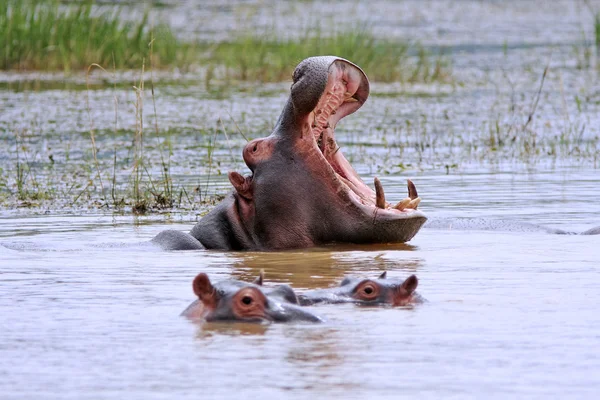Hipopótamo africano selvagem Imagens De Bancos De Imagens