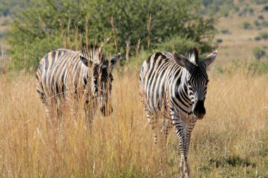 Vahşi Afrika zebra