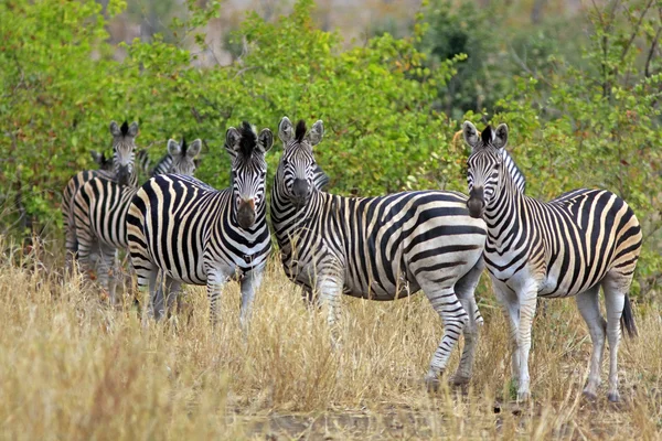 Vadon élő afrikai zebra — Stock Fotó