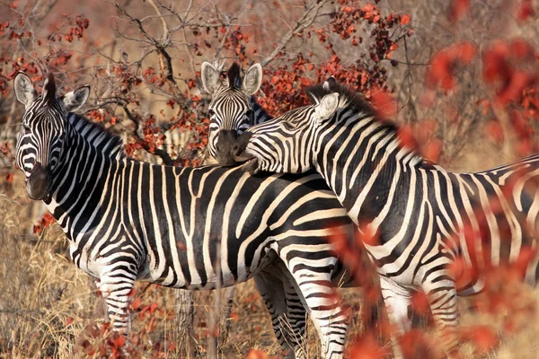 Zebra africana selvagem — Fotografia de Stock
