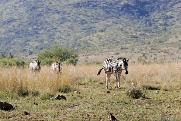 Vilda afrikanska zebra — Stockfoto