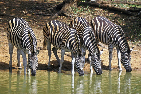 Wild african burchells zebra on the move