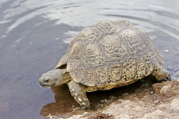 African tortoise — Stock Photo, Image