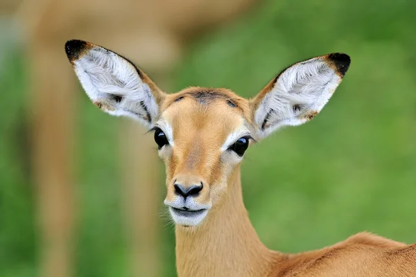 Jovem impala — Fotografia de Stock