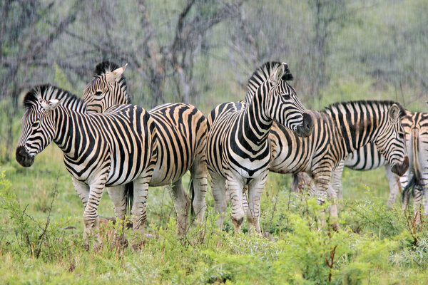 Wild african burchells zebra on the move