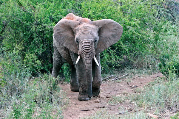 Wild african elephant — Stock Photo, Image