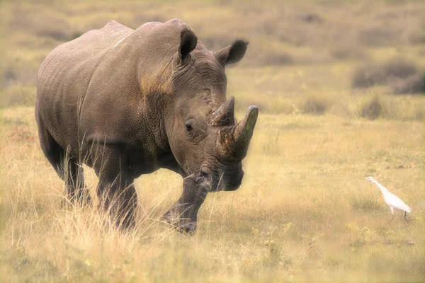 Vahşi Afrika gergedan — Stok fotoğraf