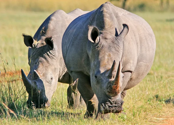 Wild african rhino — Stock Photo, Image