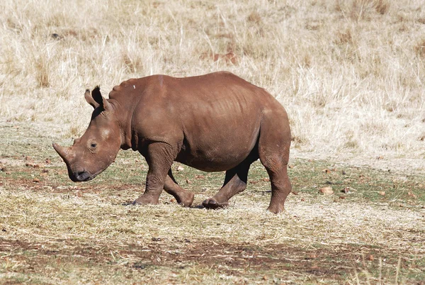 Rinoceronte africano salvaje — Foto de Stock
