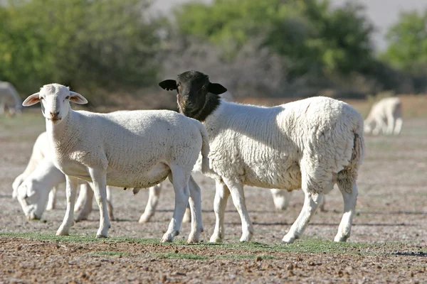 Troupeau de moutons Images De Stock Libres De Droits