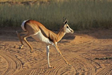 vahşi Afrikalı springbok