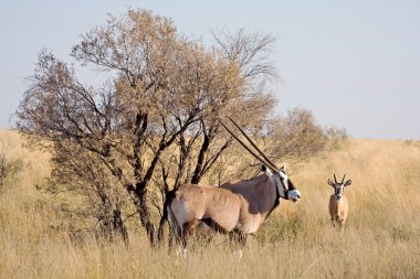 Vahşi Afrika gemsbok