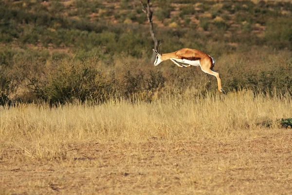 Springbok africano selvagem — Fotografia de Stock