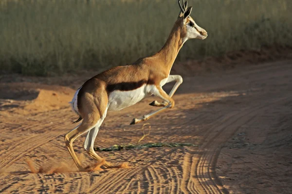 Afrikanischer Springbock — Stockfoto