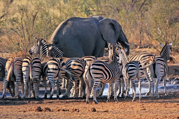 Animais selvagens sedentos — Fotografia de Stock