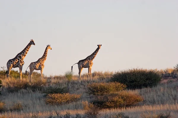 Wild african giraffe — Stock Photo, Image