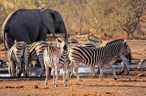 Thirsty wild animals — Stock Photo, Image