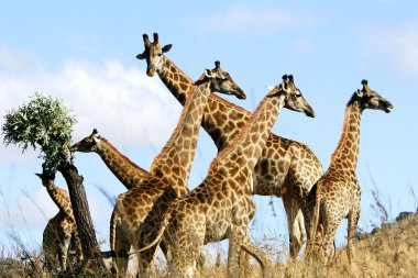 Wild african giraffe clipart