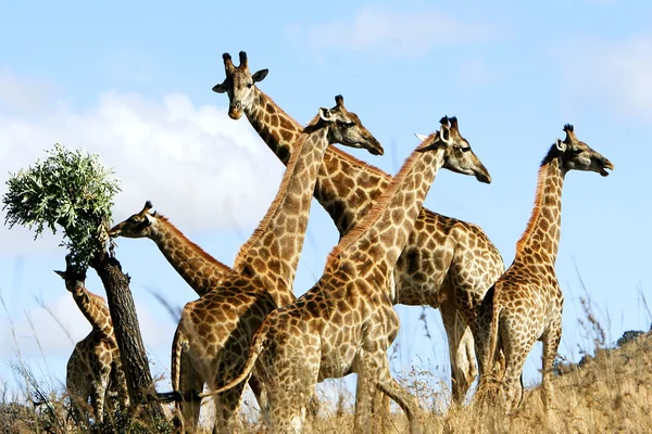 Afrikanische Wildgiraffe lizenzfreie Stockfotos