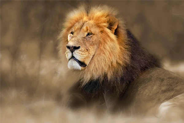 Африканский лев — стоковое фото
