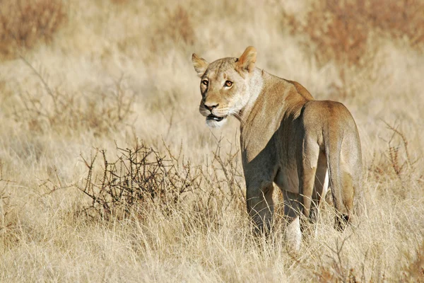 Wild Afrikaanse leeuw — Stockfoto