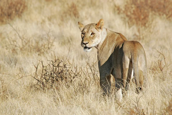 Lion sauvage africain Photo De Stock