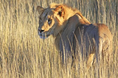 Wild african lion clipart