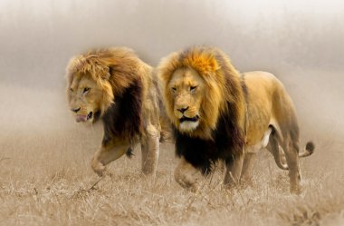 Vahşi Afrika aslanı