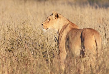 Vahşi Afrika aslanı