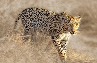 Vahşi Afrika parsı