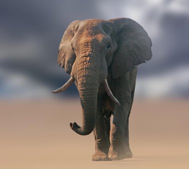 Vahşi Afrika fili