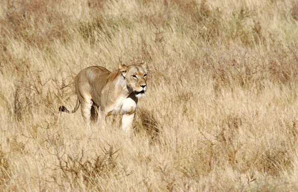 Vilda afrikanska lejon — Stockfoto