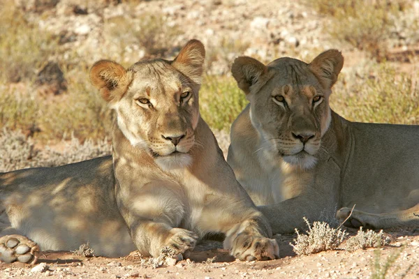 Vilda afrikanska lejon — Stockfoto