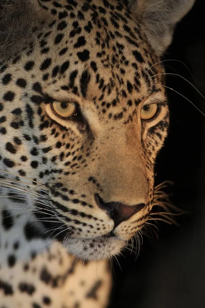 Leopardo salvaje africano — Foto de Stock