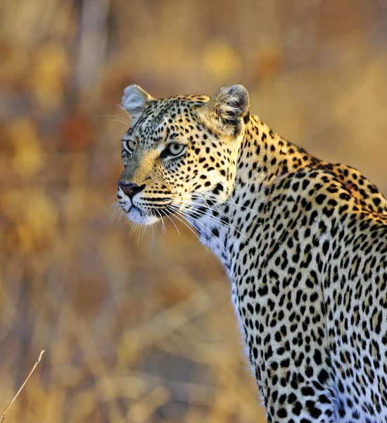 Африканский леопард — стоковое фото