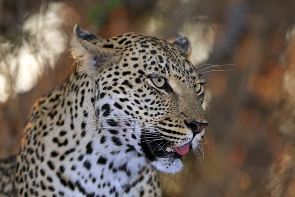 Leopardo africano selvagem — Fotografia de Stock