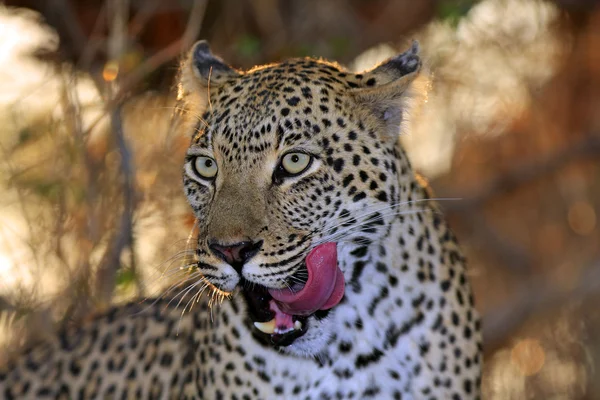 Wild african leopard — Stock Photo, Image