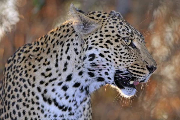 Divoké africké leopard — Stock fotografie