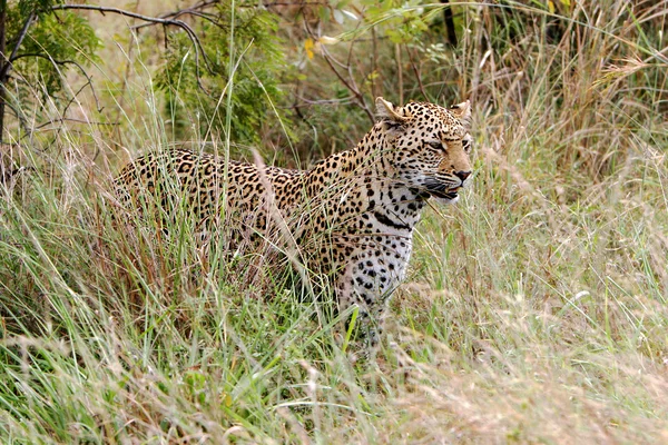 Vilda afrikanska leopard — Stockfoto