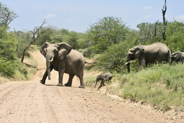 Éléphant d'Afrique sauvage — Photo