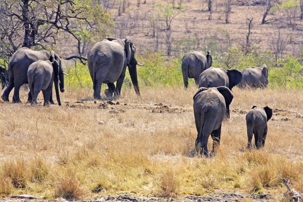 Afrikanischer Elefant — Stockfoto