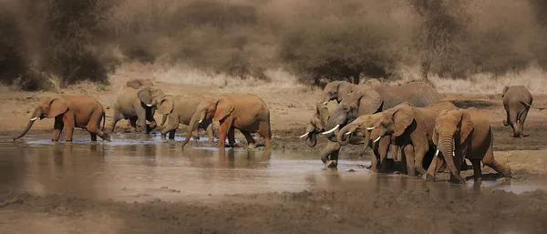Άγρια αφρικανικοί ελέφαντες — Φωτογραφία Αρχείου