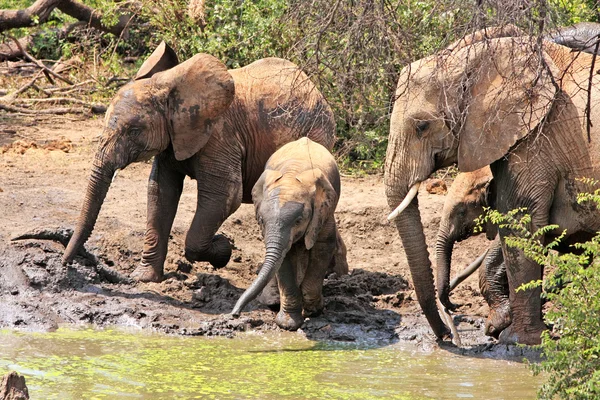 Άγρια αφρικανικοί ελέφαντες — Φωτογραφία Αρχείου