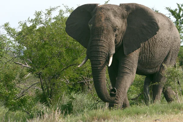 Wild african elephant — Stock Photo, Image